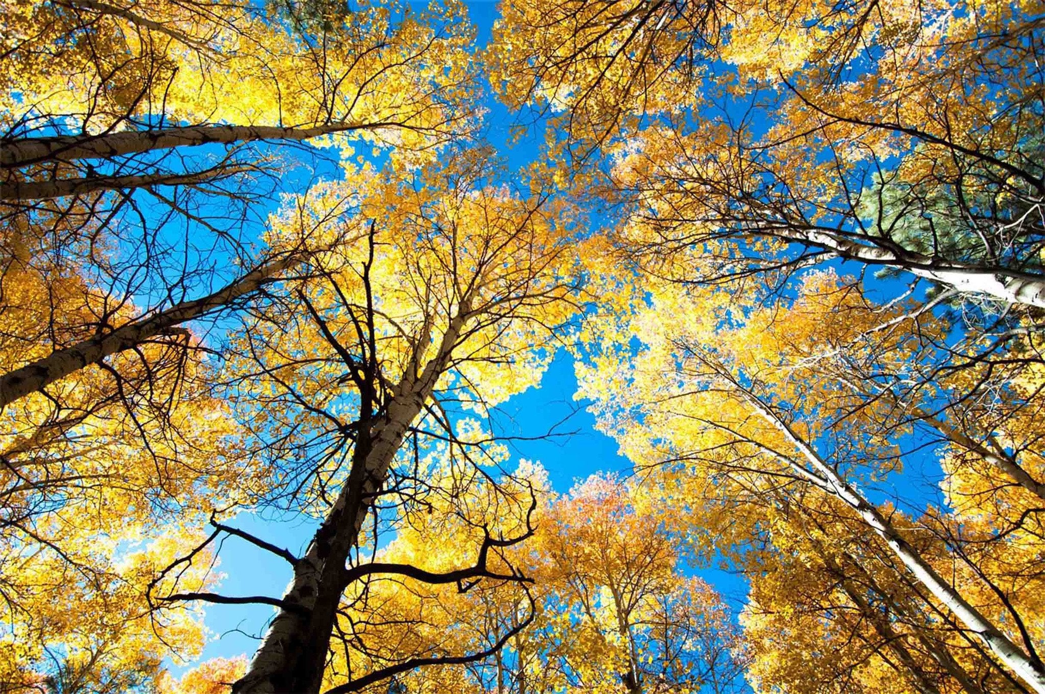 Yellow Trees Blue Sky 02 Wallpaper AJ Wallpaper 