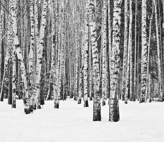 3D White Snow Trunk Forest 67 Wallpaper AJ Wallpaper 