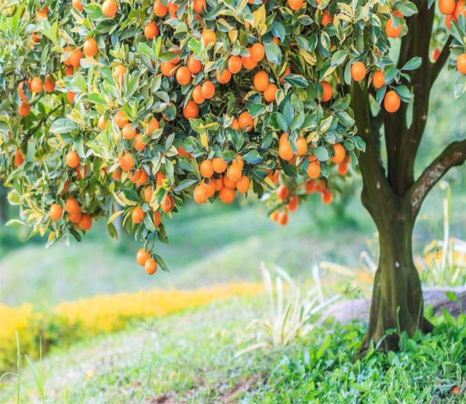 3D Persimmon Tree 756 Wallpaper AJ Wallpaper 