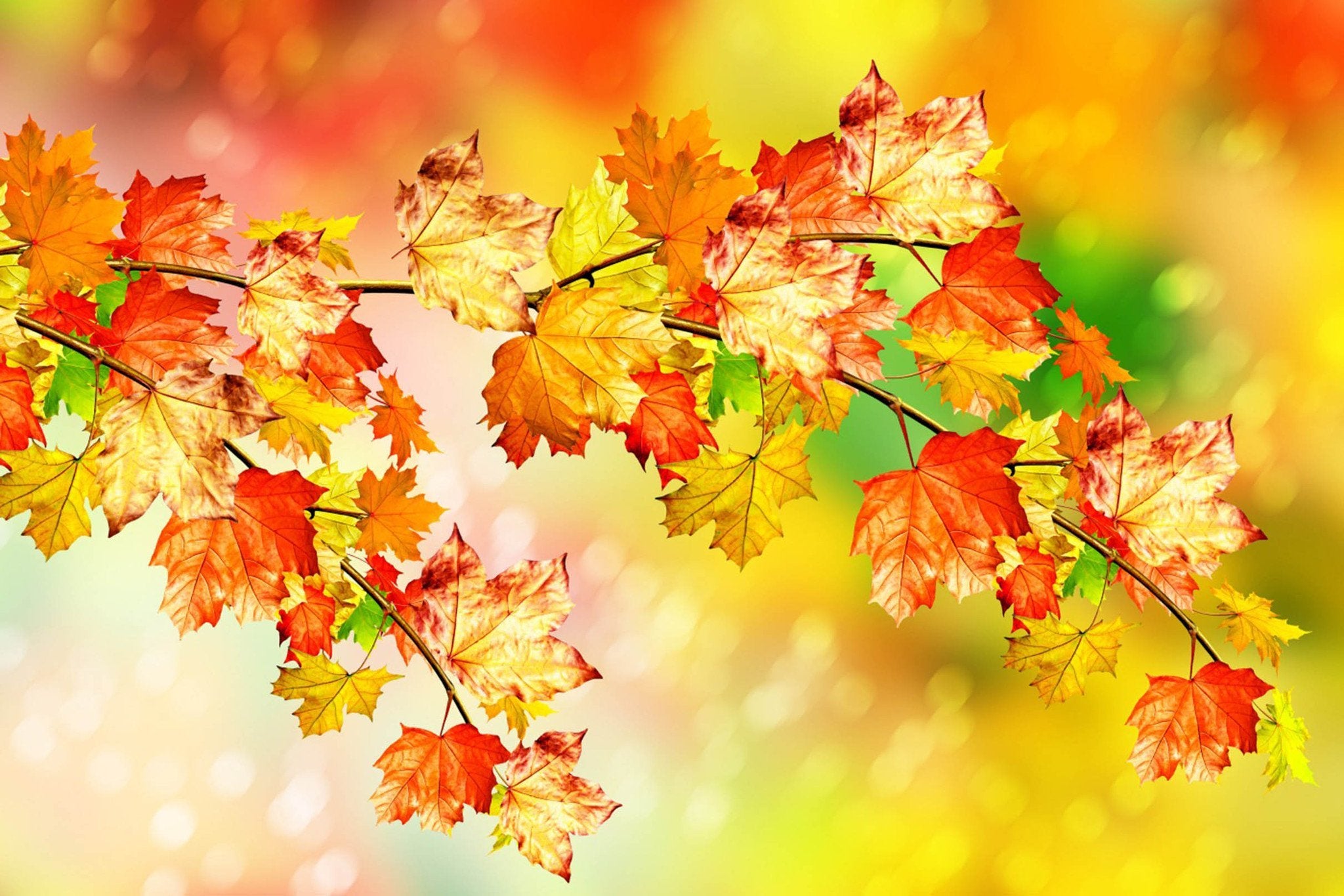 Bright Indus Leaves Wallpaper AJ Wallpaper 