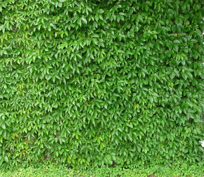 3D Green Plants Wall 794 Wallpaper AJ Wallpaper 